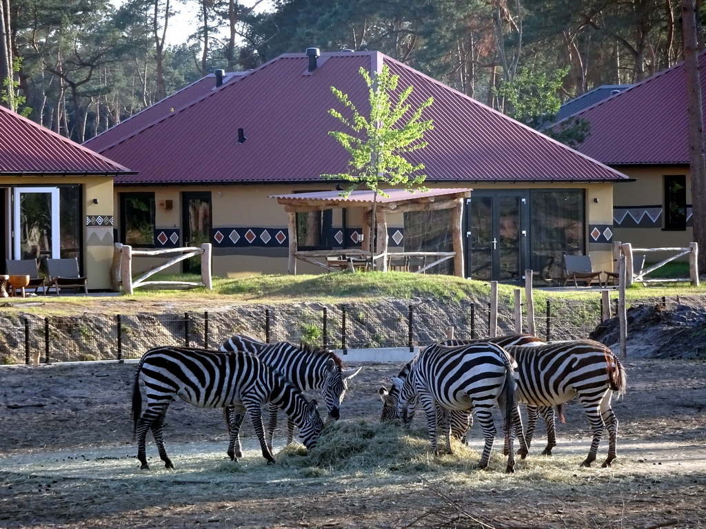 Grévy`s Zebras at the Serengeti area at the Safari Resort at the Safaripark Beekse Bergen, viewed from the terrace of Restaurant Moto at Karibu Town