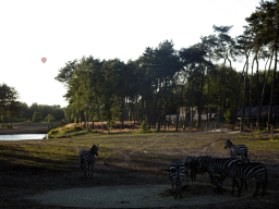 Grévy`s Zebras and hot air balloon at the Serengeti area at the Safari Resort at the Safaripark Beekse Bergen, viewed from the terrace of Restaurant Moto at Karibu Town
