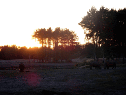 Square-lipped Rhinoceroses at the Serengeti area at the Safari Resort at the Safaripark Beekse Bergen, viewed from the terrace of Restaurant Moto at Karibu Town, at sunset