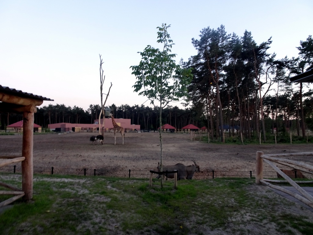 Rothschild`s Giraffes, Ostriches and Zebu at the Masai Mara area of the Safari Resort at the Safaripark Beekse Bergen, viewed from the northeast side, at sunset