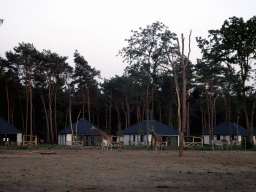 Rothschild`s Giraffes and Grévy`s Zebras at the Masai Mara area of the Safari Resort at the Safaripark Beekse Bergen, viewed from the terrace of our holiday home, at sunset