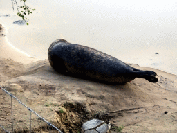 Seal at the Bahari Beach area at the Safari Resort at the Safaripark Beekse Bergen, at sunset