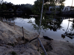 Seals at the Bahari Beach area at the Safari Resort at the Safaripark Beekse Bergen, at sunset