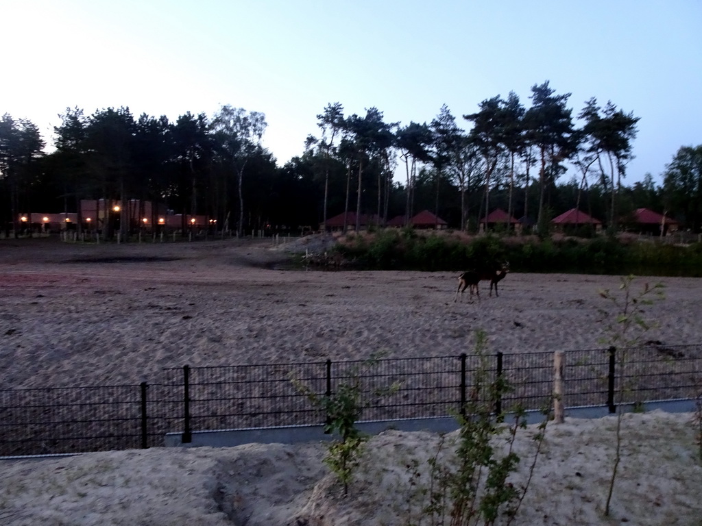 Common Elands at the Serengeti area at the Safari Resort at the Safaripark Beekse Bergen, at sunset