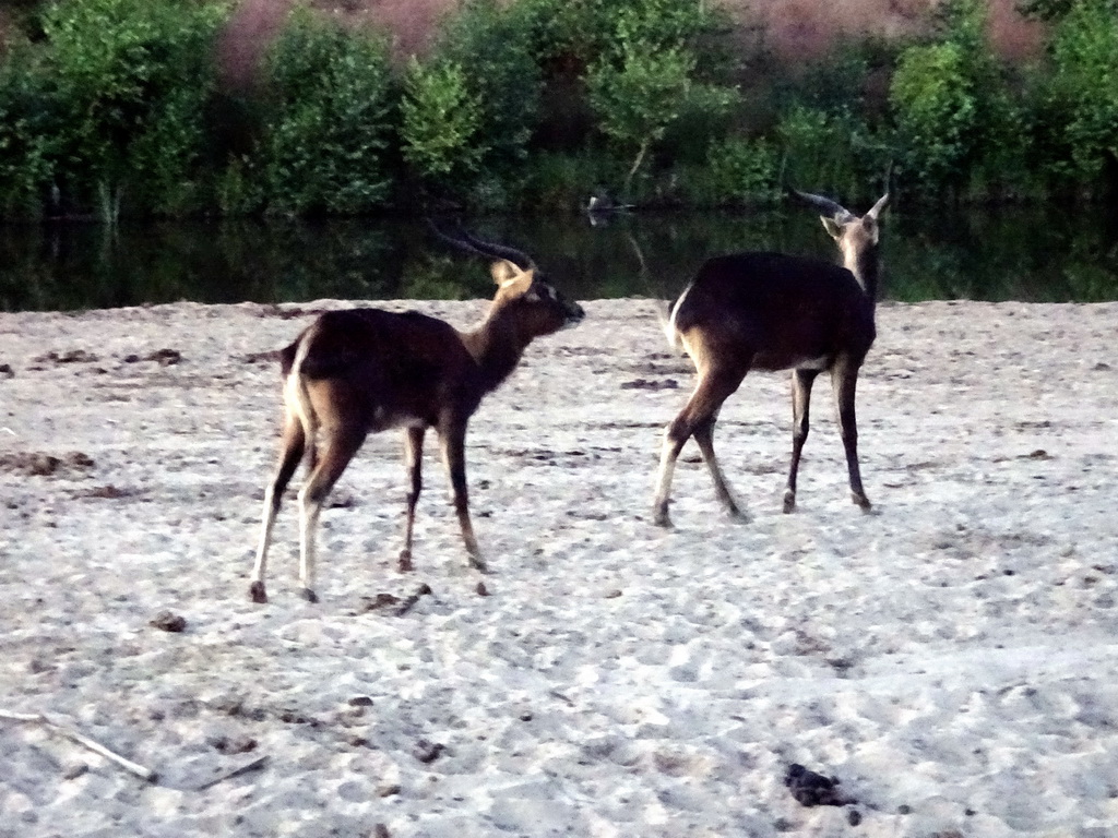 Common Elands at the Serengeti area at the Safari Resort at the Safaripark Beekse Bergen, at sunset