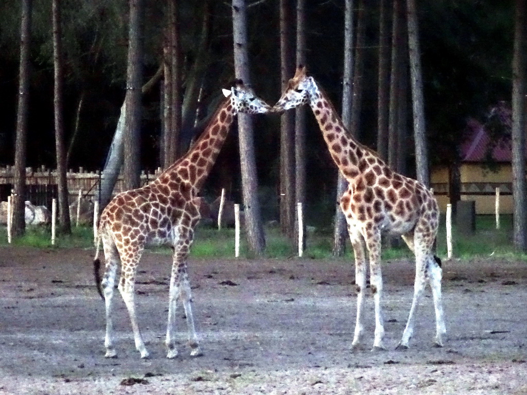 Rothschild`s Giraffes at the Serengeti area at the Safari Resort at the Safaripark Beekse Bergen, at sunset