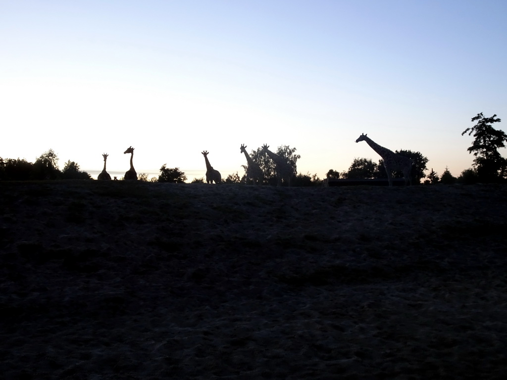 Rothschild`s Giraffes at the Ngorongoro area at the Safari Resort at the Safaripark Beekse Bergen, at sunset