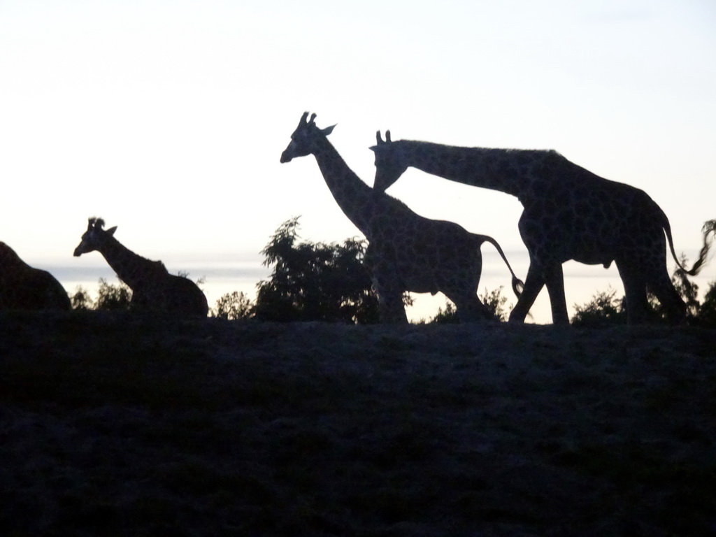 Rothschild`s Giraffes at the Ngorongoro area at the Safari Resort at the Safaripark Beekse Bergen, at sunset