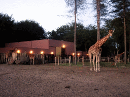Rothschild`s Giraffes at the Serengeti area at the Safari Resort at the Safaripark Beekse Bergen, at sunset