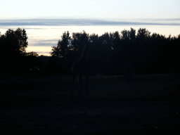 Rothschild`s Giraffes at the Ngorongoro area at the Safari Resort at the Safaripark Beekse Bergen, at sunset