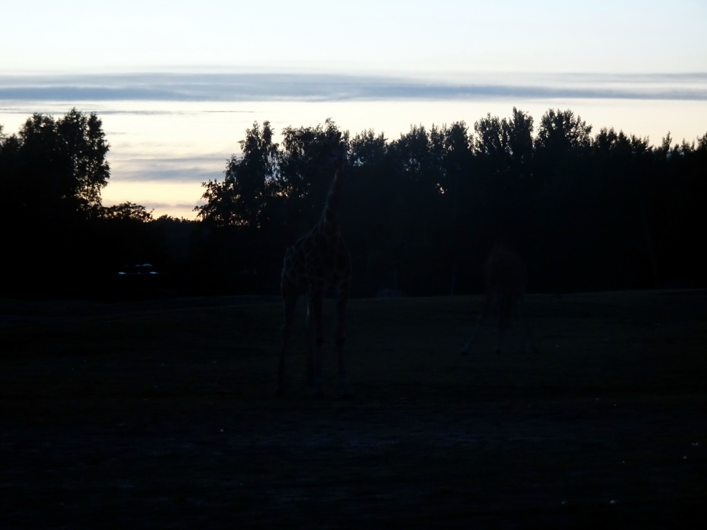 Rothschild`s Giraffes at the Ngorongoro area at the Safari Resort at the Safaripark Beekse Bergen, at sunset