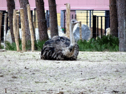 Ostrich at the Masai Mara area of the Safari Resort at the Safaripark Beekse Bergen, viewed from the terrace of our holiday home