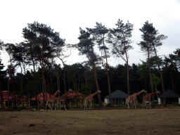 Rothschild`s Giraffes at the Masai Mara area of the Safari Resort at the Safaripark Beekse Bergen, viewed from the terrace of our holiday home