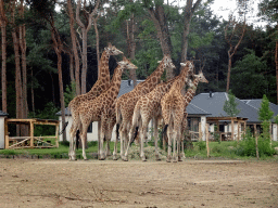 Rothschild`s Giraffes at the Masai Mara area of the Safari Resort at the Safaripark Beekse Bergen, viewed from the terrace of our holiday home