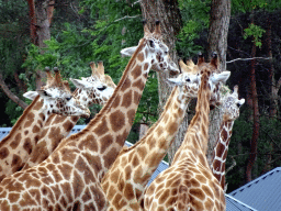 Rothschild`s Giraffes at the Masai Mara area of the Safari Resort at the Safaripark Beekse Bergen, viewed from the terrace of our holiday home