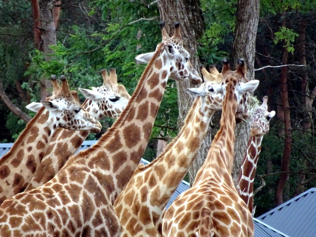 Rothschild`s Giraffes at the Masai Mara area of the Safari Resort at the Safaripark Beekse Bergen, viewed from the terrace of our holiday home