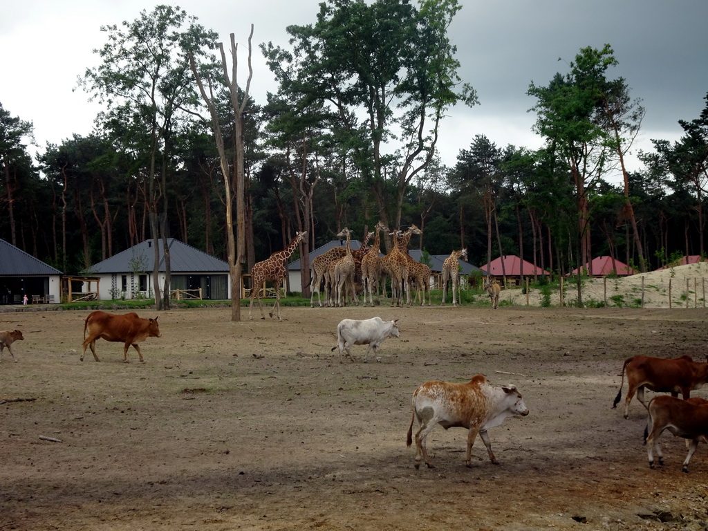 Zebus and Rothschild`s Giraffes at the Masai Mara area of the Safari Resort at the Safaripark Beekse Bergen, viewed from the terrace of our holiday home