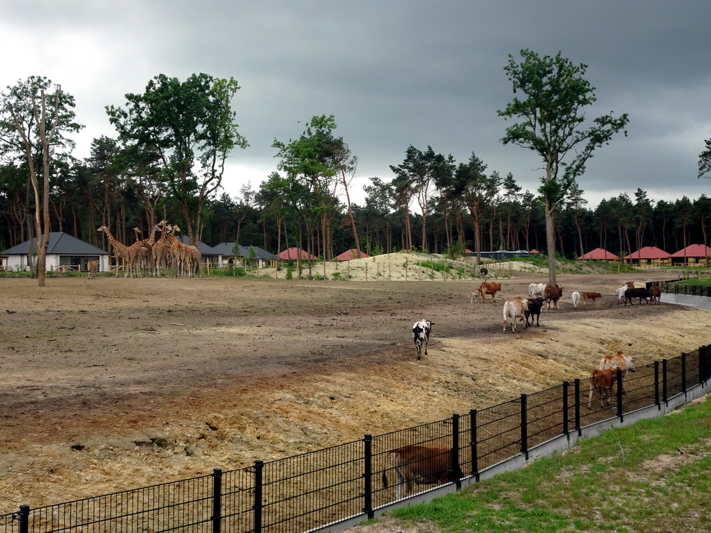 Zebus, Ostrich and Rothschild`s Giraffes at the Masai Mara area of the Safari Resort at the Safaripark Beekse Bergen, viewed from the terrace of our holiday home