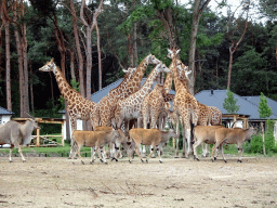 Rothschild`s Giraffes and Common Elands at the Masai Mara area of the Safari Resort at the Safaripark Beekse Bergen, viewed from the terrace of our holiday home