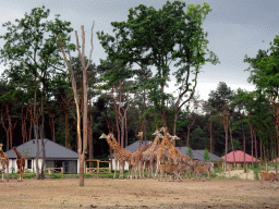 Rothschild`s Giraffes and Common Elands at the Masai Mara area of the Safari Resort at the Safaripark Beekse Bergen, viewed from the terrace of our holiday home