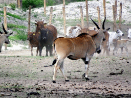 Zebus and Common Elands at the Masai Mara area of the Safari Resort at the Safaripark Beekse Bergen, viewed from the terrace of our holiday home