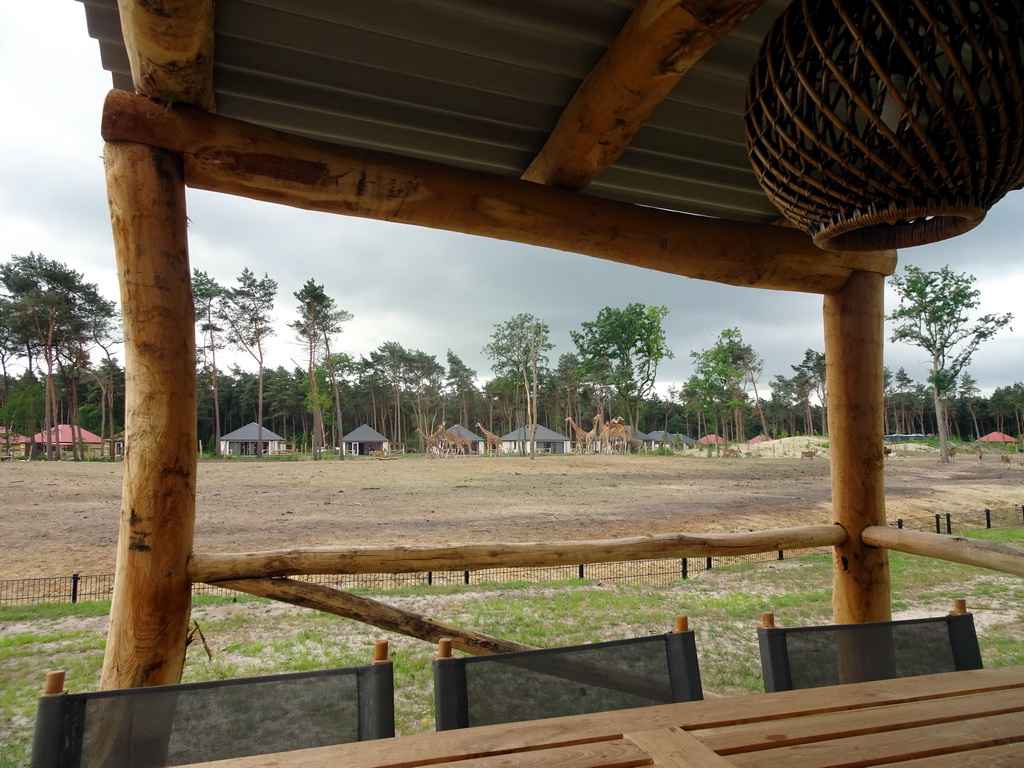 The terrace of our holiday home at the Safari Resort at the Safaripark Beekse Bergen, with a view on the Masai Mara area with Rothschild`s Giraffes