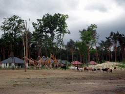 Rothschild`s Giraffes and Zebus at the Masai Mara area of the Safari Resort at the Safaripark Beekse Bergen, viewed from the terrace of our holiday home