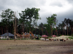hilvarenbeek_4_206 - 367 kb - 1024x768 - Rothschild`s Giraffes and Zebus at the Masai Mara area of the Safari Resort at the Safaripark Beekse Bergen, viewed from the terrace of our holiday home Rothschild`s Giraffes and Zebus at the Masai Mara area of the Safari Resort at the Safaripark Beekse Bergen, viewed from the terrace of our holiday home