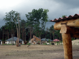 hilvarenbeek_4_208 - 343 kb - 1024x768 - Rothschild`s Giraffes and Zebus at the Masai Mara area of the Safari Resort at the Safaripark Beekse Bergen, viewed from the terrace of our holiday home Rothschild`s Giraffes and Zebus at the Masai Mara area of the Safari Resort at the Safaripark Beekse Bergen, viewed from the terrace of our holiday home