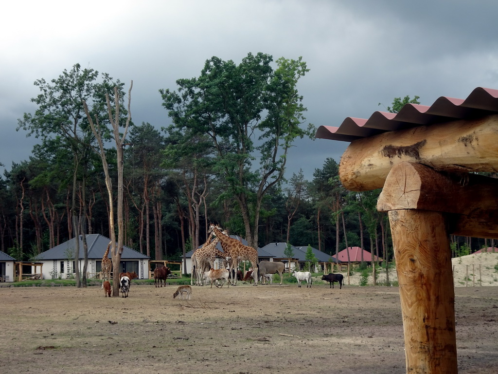 Rothschild`s Giraffes and Zebus at the Masai Mara area of the Safari Resort at the Safaripark Beekse Bergen, viewed from the terrace of our holiday home