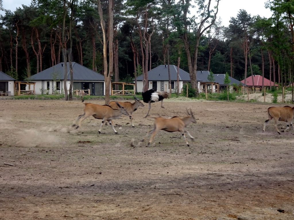 Common Elands and Ostrich at the Masai Mara area of the Safari Resort at the Safaripark Beekse Bergen, viewed from the terrace of our holiday home