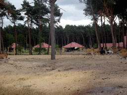 Common Elands, Zebus and Ostrich at the Masai Mara area of the Safari Resort at the Safaripark Beekse Bergen, viewed from the terrace of our holiday home