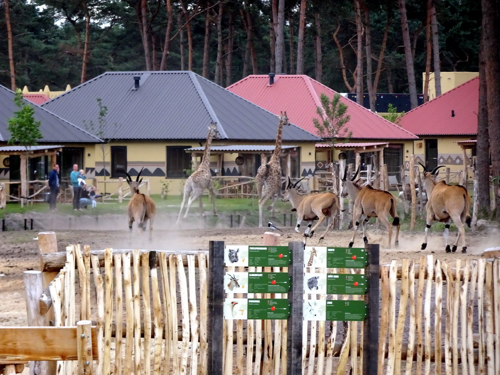 Rothschild`s Giraffes and Common Elands at the Masai Mara area of the Safari Resort at the Safaripark Beekse Bergen, viewed from the terrace of our holiday home