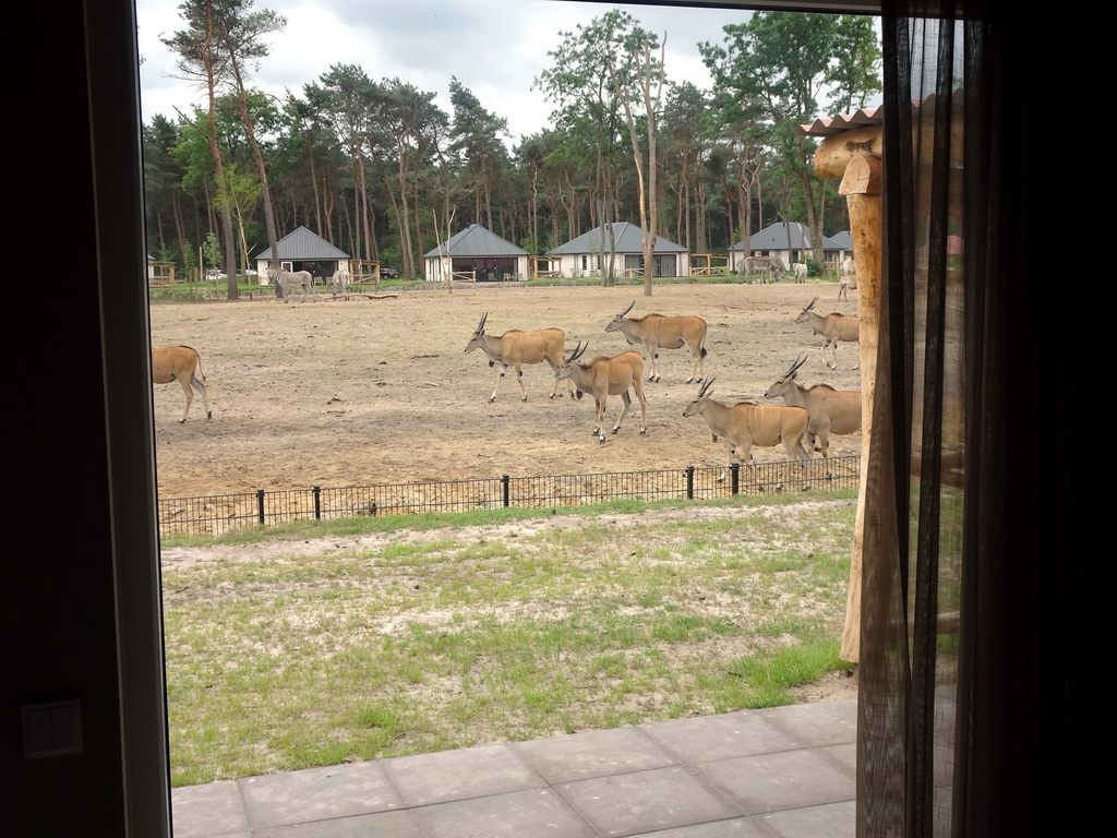 Grévy`s Zebras and Common Elands at the Masai Mara area of the Safari Resort at the Safaripark Beekse Bergen, viewed from the living room of our holiday home