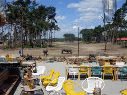 Terrace of Restaurant Moto at Karibu Town at the Safari Resort at the Safaripark Beekse Bergen, with a view on the Serengeti area with Square-lipped Rhinoceroses