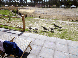 Geese on the terrace of our holiday home at the Safari Resort at the Safaripark Beekse Bergen