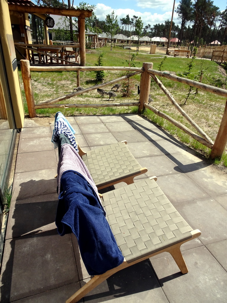 Geese on the terrace of our holiday home at the Safari Resort at the Safaripark Beekse Bergen