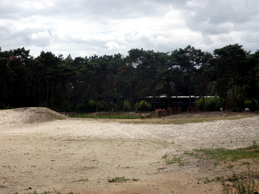 Camels and Deer at the Bodélé area of the Safari Resort at the Safaripark Beekse Bergen