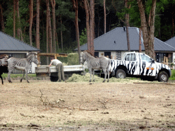 Grévy`s Zebras, Zebus and jeep with animal food at the Masai Mara area of the Safari Resort at the Safaripark Beekse Bergen, viewed from the terrace of our holiday home