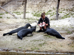 Zookeeper and Seals at the Bahari Beach area at the Safari Resort at the Safaripark Beekse Bergen