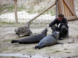 Zookeeper and Seals at the Bahari Beach area at the Safari Resort at the Safaripark Beekse Bergen