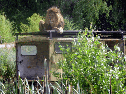 Truck with Lion on top at the Safaripark Beekse Bergen, viewed from the car during the Autosafari