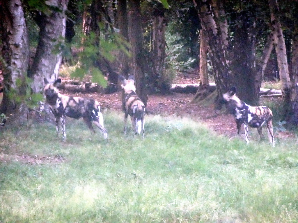 African Wild Dogs at the Safaripark Beekse Bergen, viewed from the car during the Autosafari