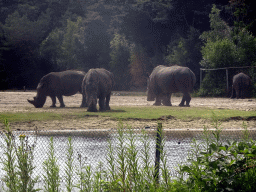 Square-lipped Rhinoceroses at the Safaripark Beekse Bergen, viewed from the car during the Autosafari