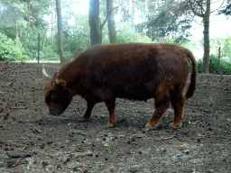 Highland Cattle at the Safaripark Beekse Bergen, viewed from the car during the Autosafari