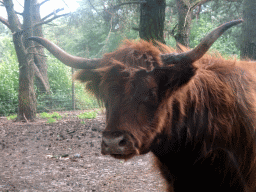 Highland Cattle at the Safaripark Beekse Bergen, viewed from the car during the Autosafari