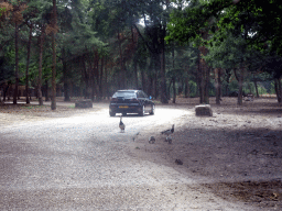 Geese crossing the road at the Safaripark Beekse Bergen, viewed from the car during the Autosafari