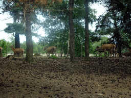 Antelopes at the Safaripark Beekse Bergen, viewed from the car during the Autosafari