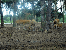 Red Deer at the Safaripark Beekse Bergen, viewed from the car during the Autosafari