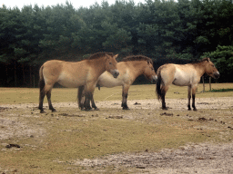 Przewalski`s Horses at the Safaripark Beekse Bergen, viewed from the car during the Autosafari